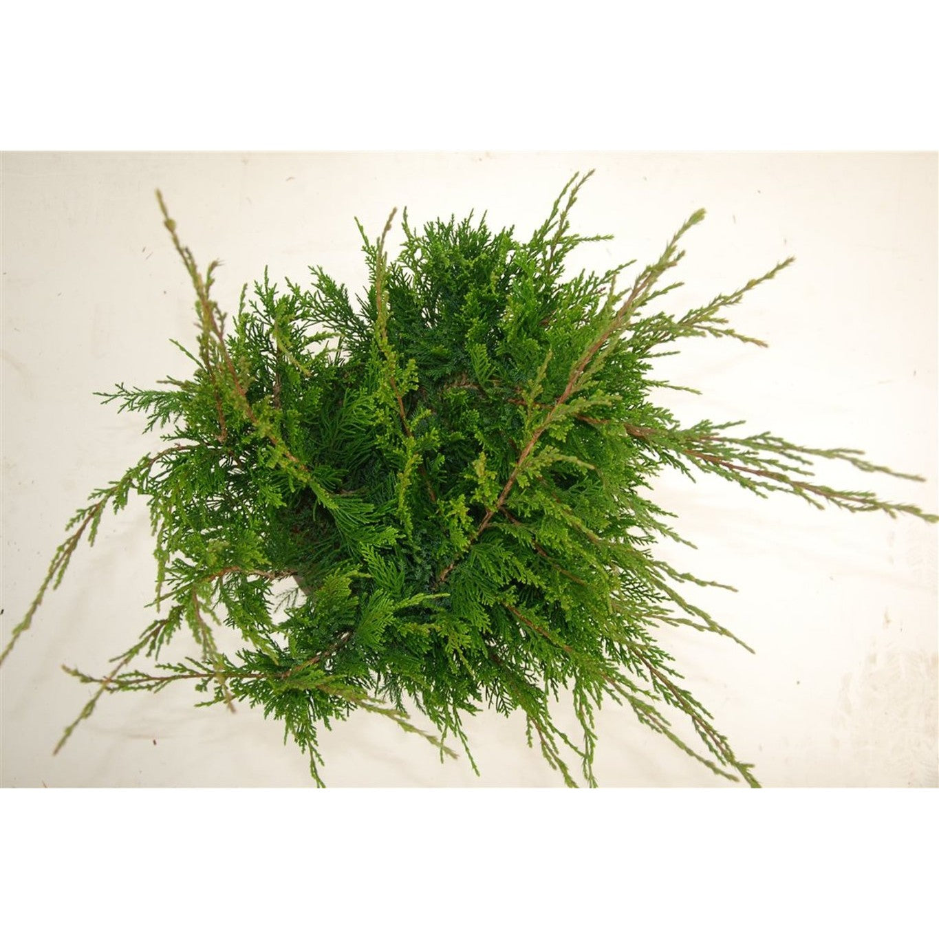 Pfitzer-en – Juniperus pfitzeriana 'Mint Julep' - C5 30-40 cm.